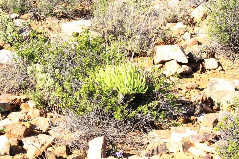 Tylecodon wallichii subsp. wallichii