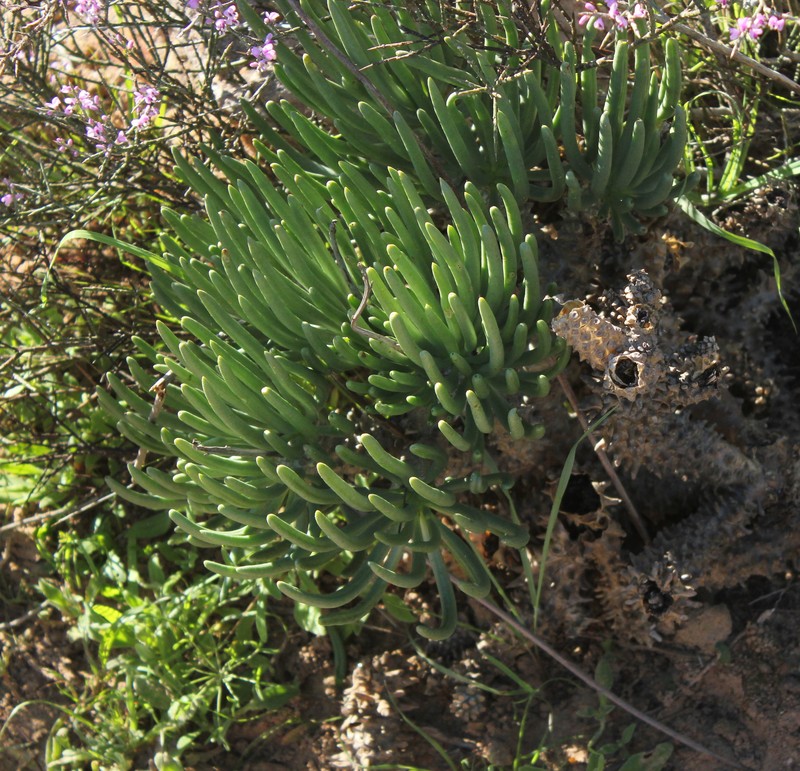 Tylecodon wallichii subsp. wallichii photo 2