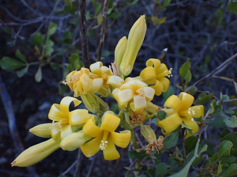 Tylecodon wallichii subsp. wallichii photo 3