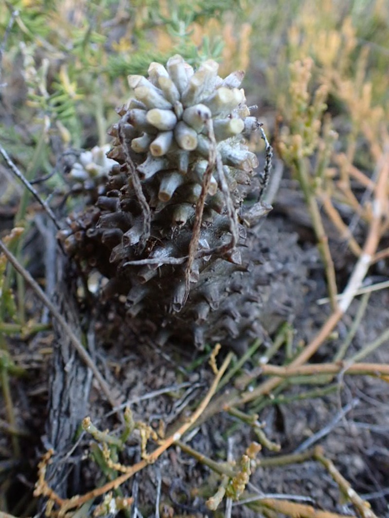 Tylecodon wallichii subsp. wallichii photo 4