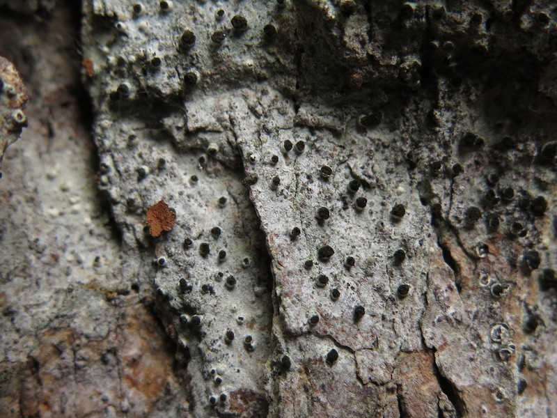 Tylophoron Lichen