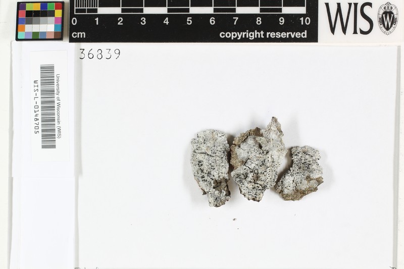 Tylophoron Lichen photo 3