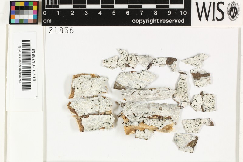 Tylophoron Lichen photo 4