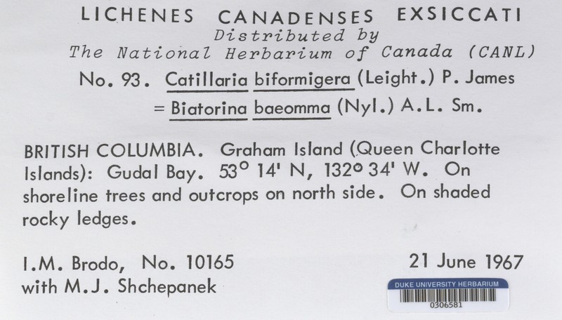 Tylothallia Lichen