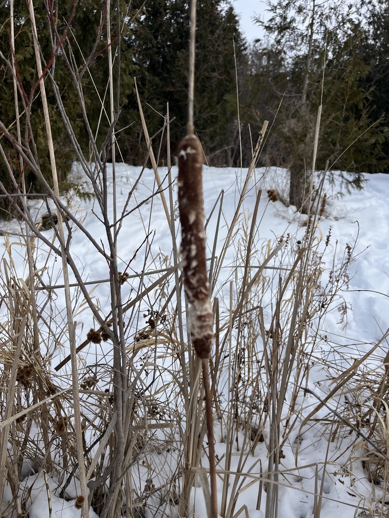 hybrid cattail photo 3