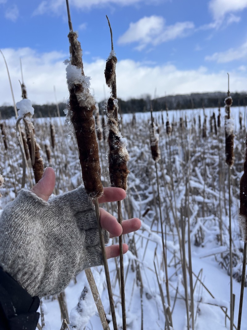hybrid cattail photo 4