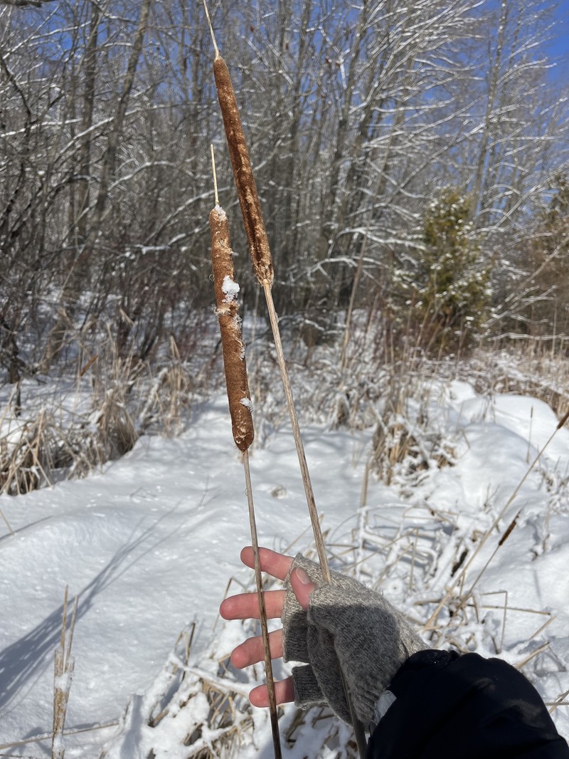 hybrid cattail photo 5