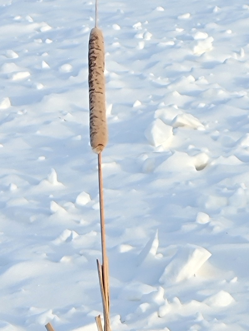 hybrid cattail photo 6