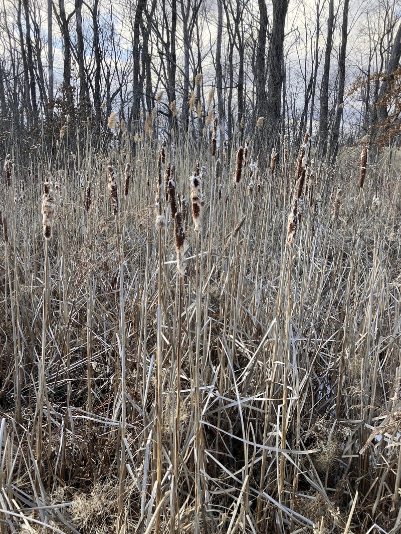 hybrid cattail photo 7