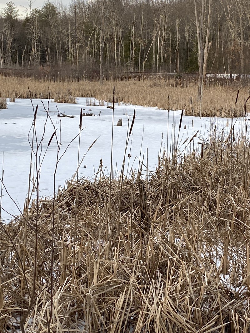 hybrid cattail photo 8