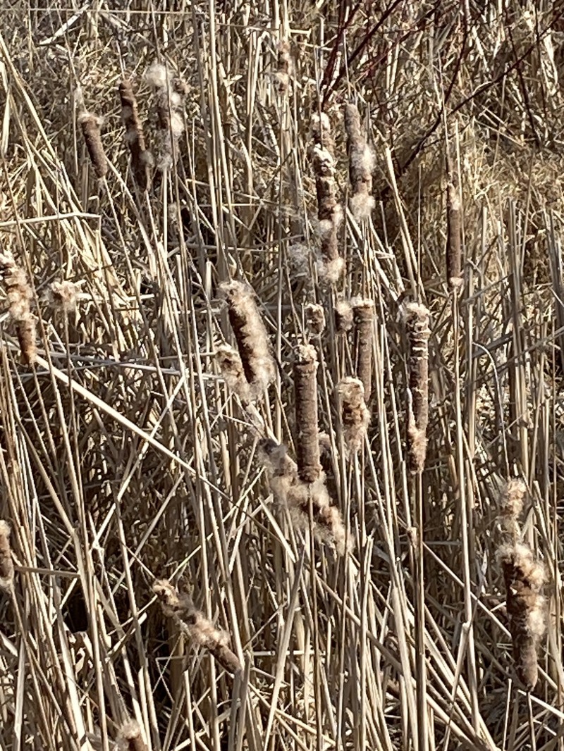 hybrid cattail photo 9