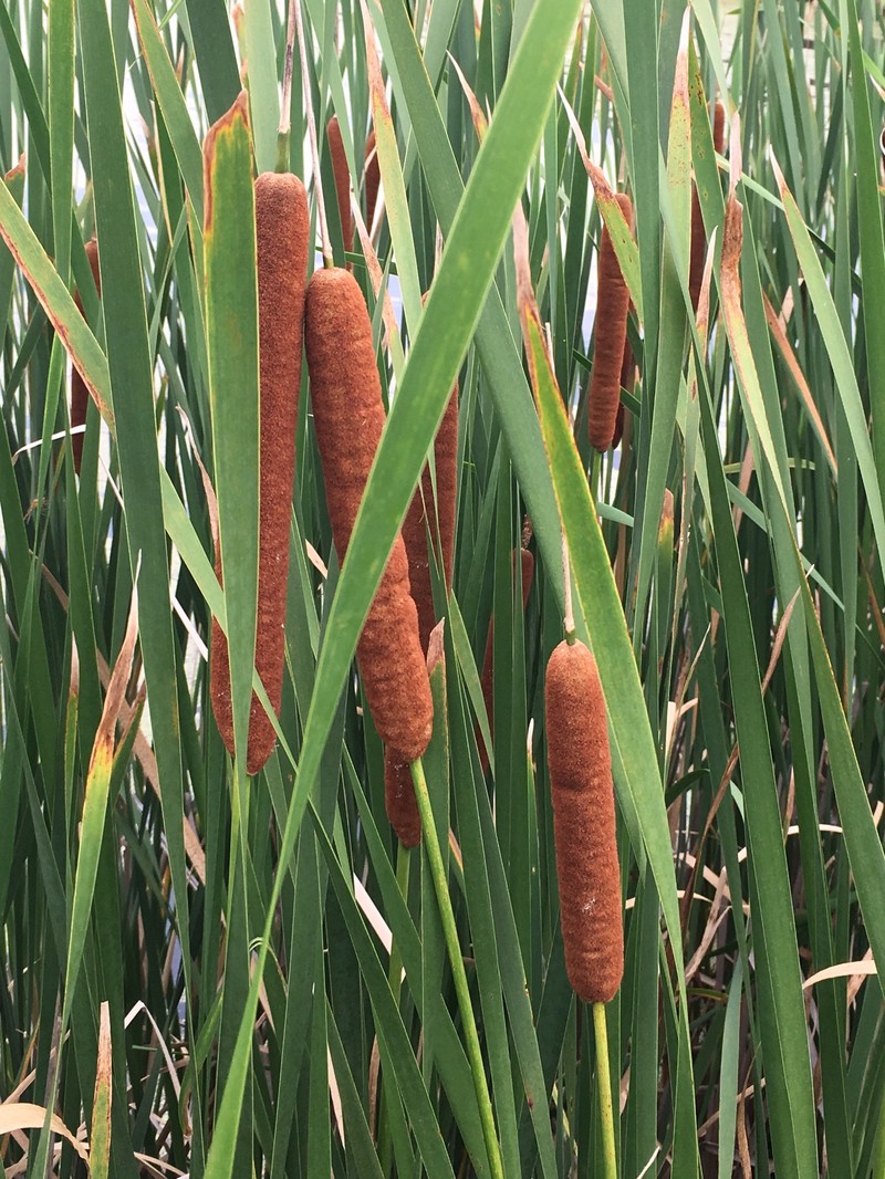hybrid cattail