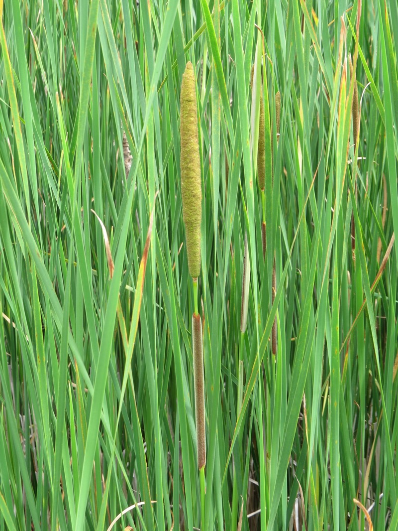 Narrowleaf Cattail