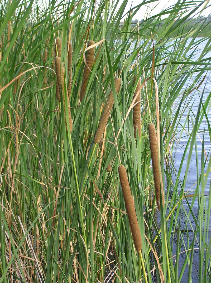 Narrowleaf Cattail photo 5