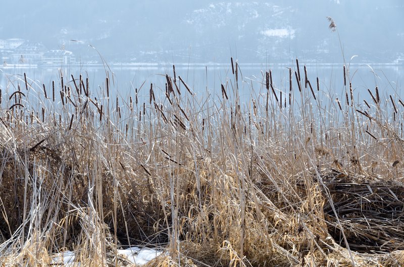Narrowleaf Cattail photo 6