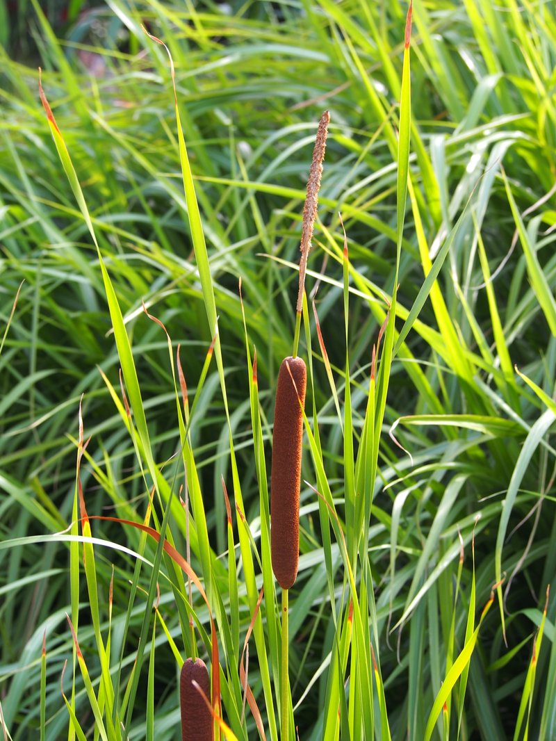 Narrowleaf Cattail photo 7