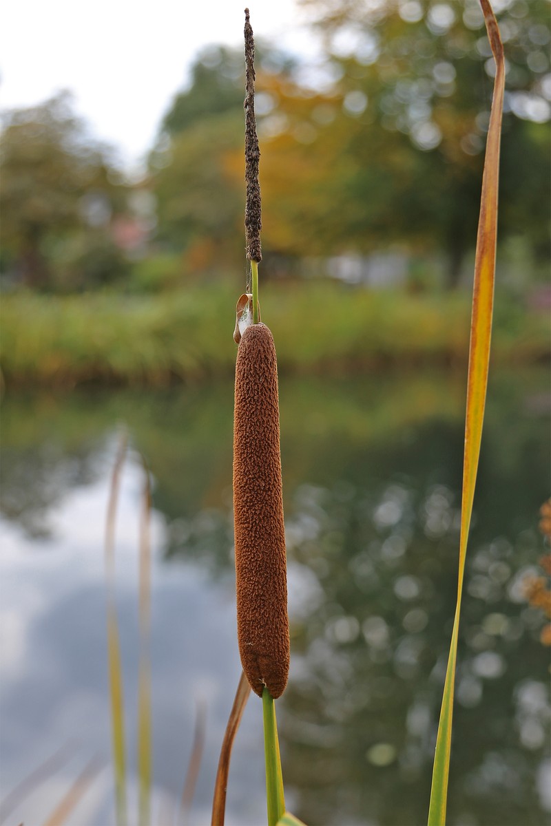 Narrowleaf Cattail photo 2