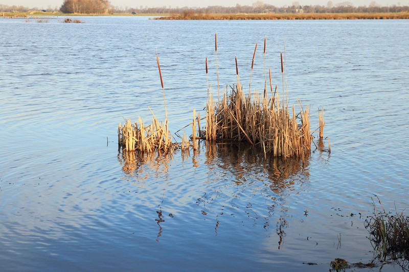 Narrowleaf Cattail photo 3