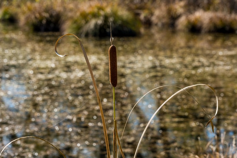 Narrowleaf Cattail photo 4