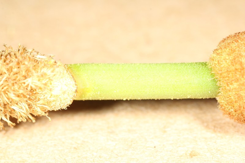 Southern Cattail photo 4