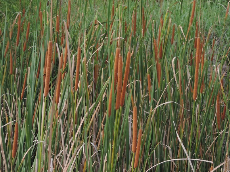 Southern Cattail photo 5