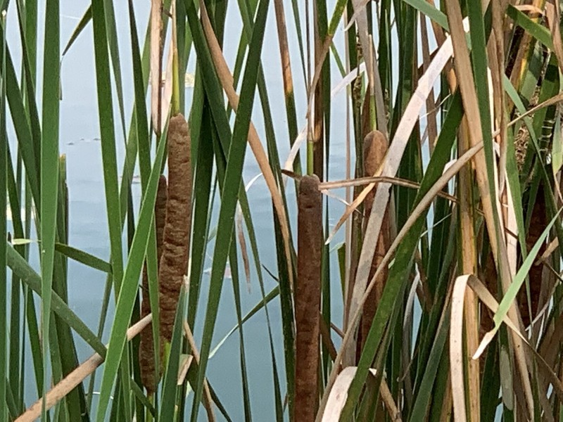 Southern Cattail photo 6