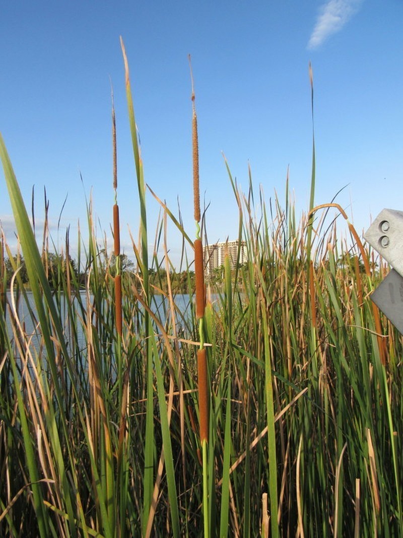 Southern Cattail photo 7