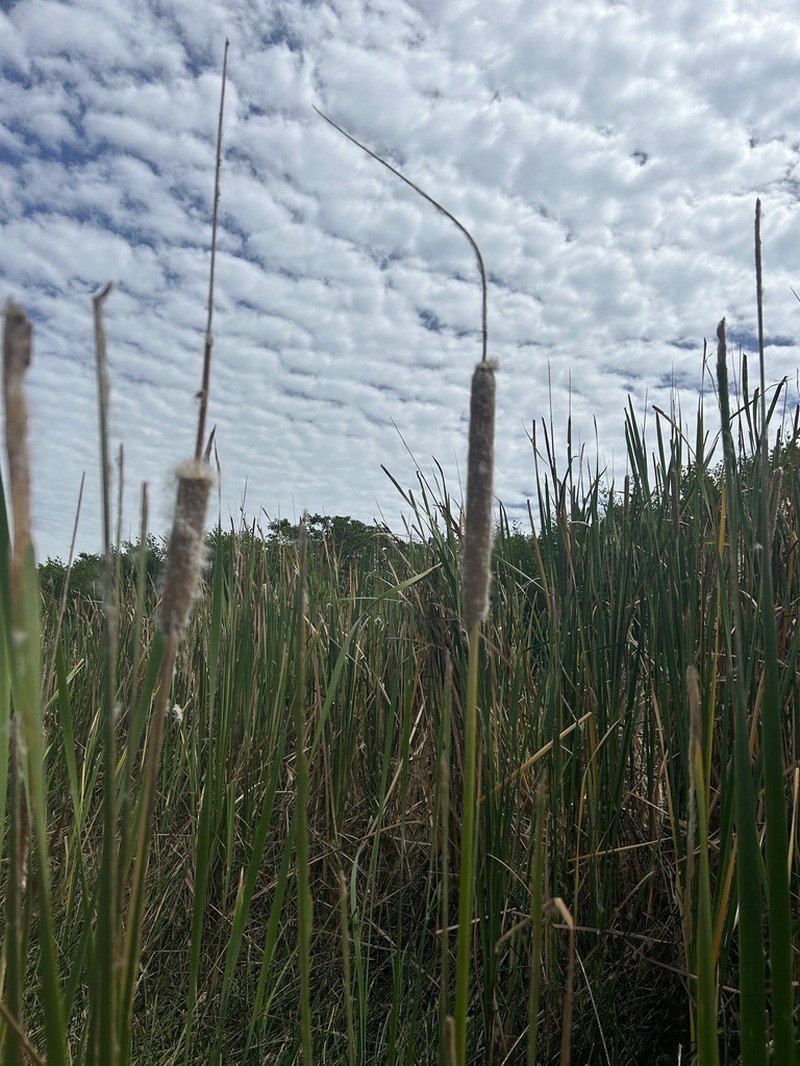 Southern Cattail photo 8