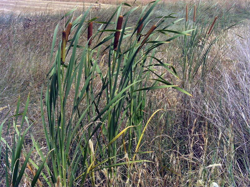 Southern Cattail photo 2