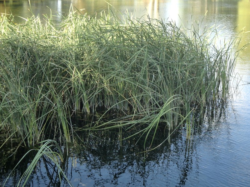 Southern Cattail photo 3