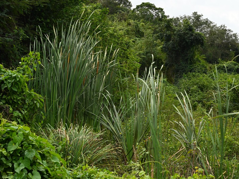 Southern Cattail photo 4