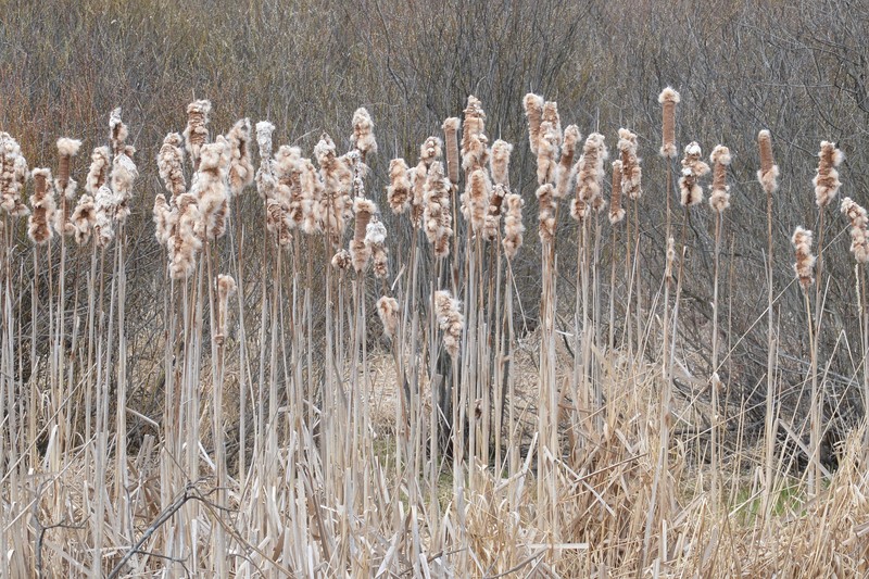 hybrid cattail photo 2