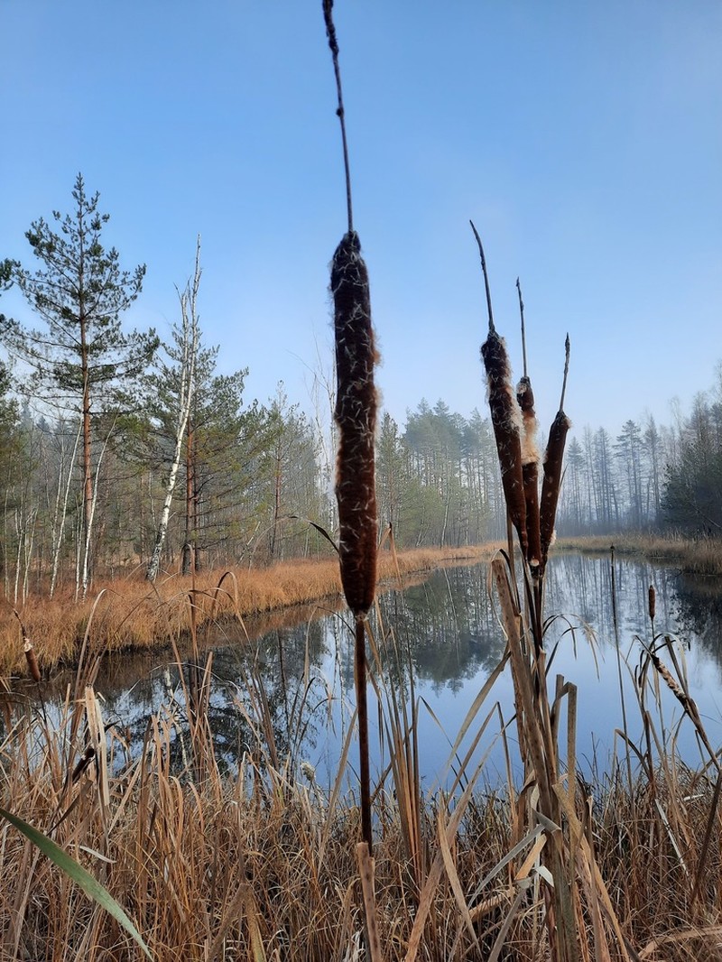 Broadleaf Cattail photo 5