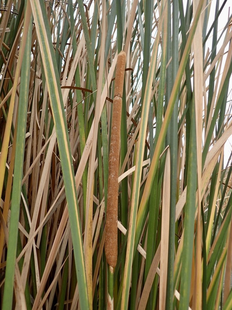 Broadleaf Cattail photo 6