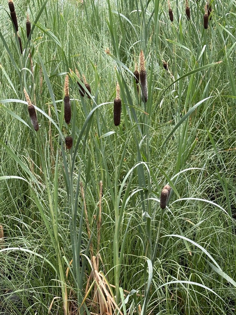 Broadleaf Cattail photo 7
