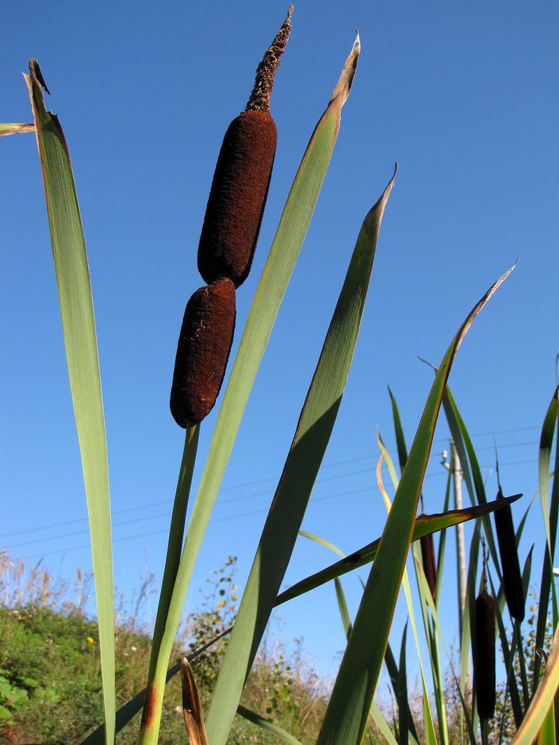 Broadleaf Cattail photo 6