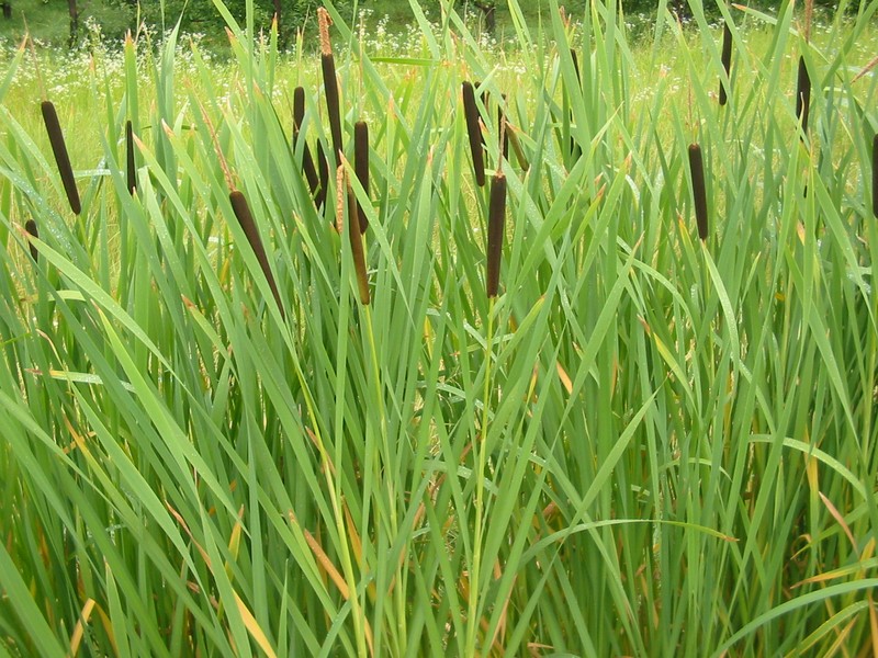 Broadleaf Cattail photo 7