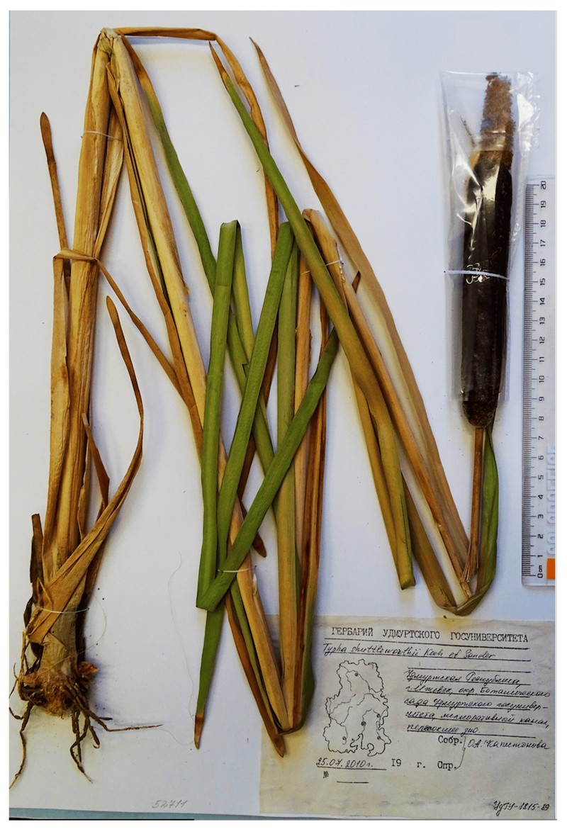Typha lepechinii