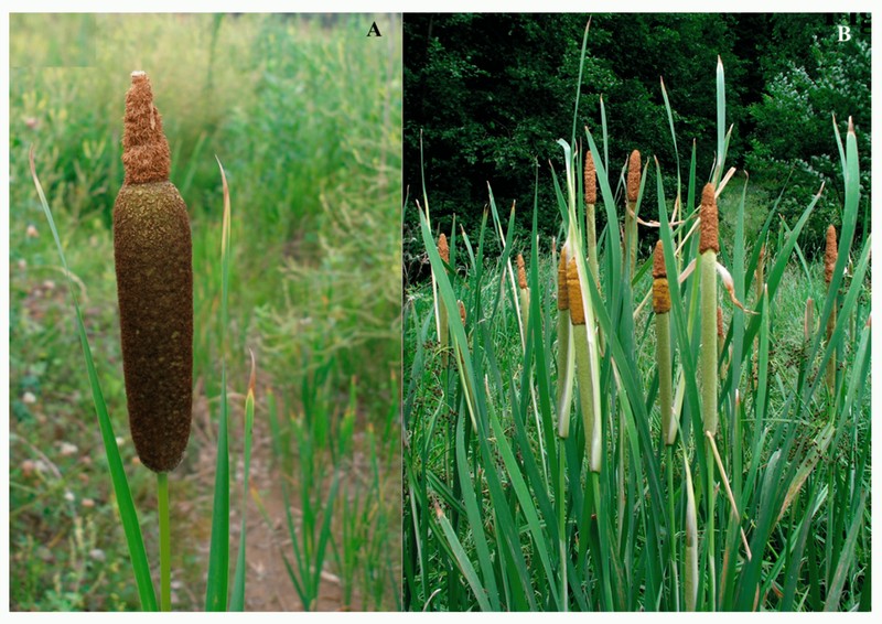 Typha lepechinii photo 2