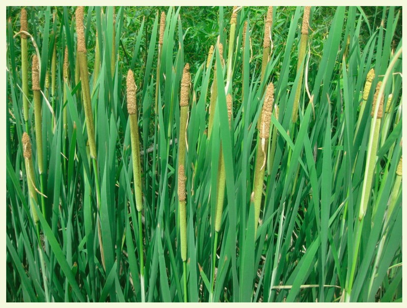 Typha lepechinii photo 3
