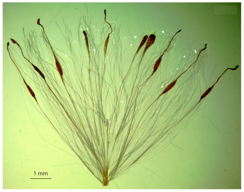 Typha lepechinii photo 4