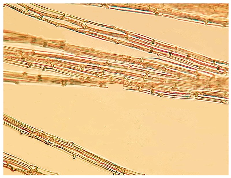 Typha lepechinii photo 5