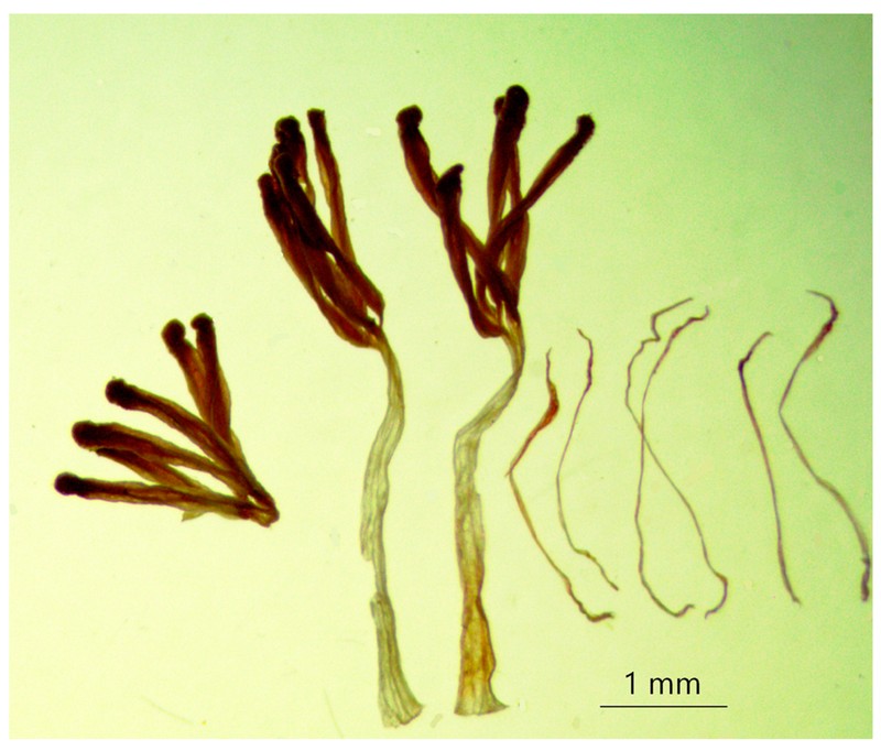 Typha lepechinii photo 6