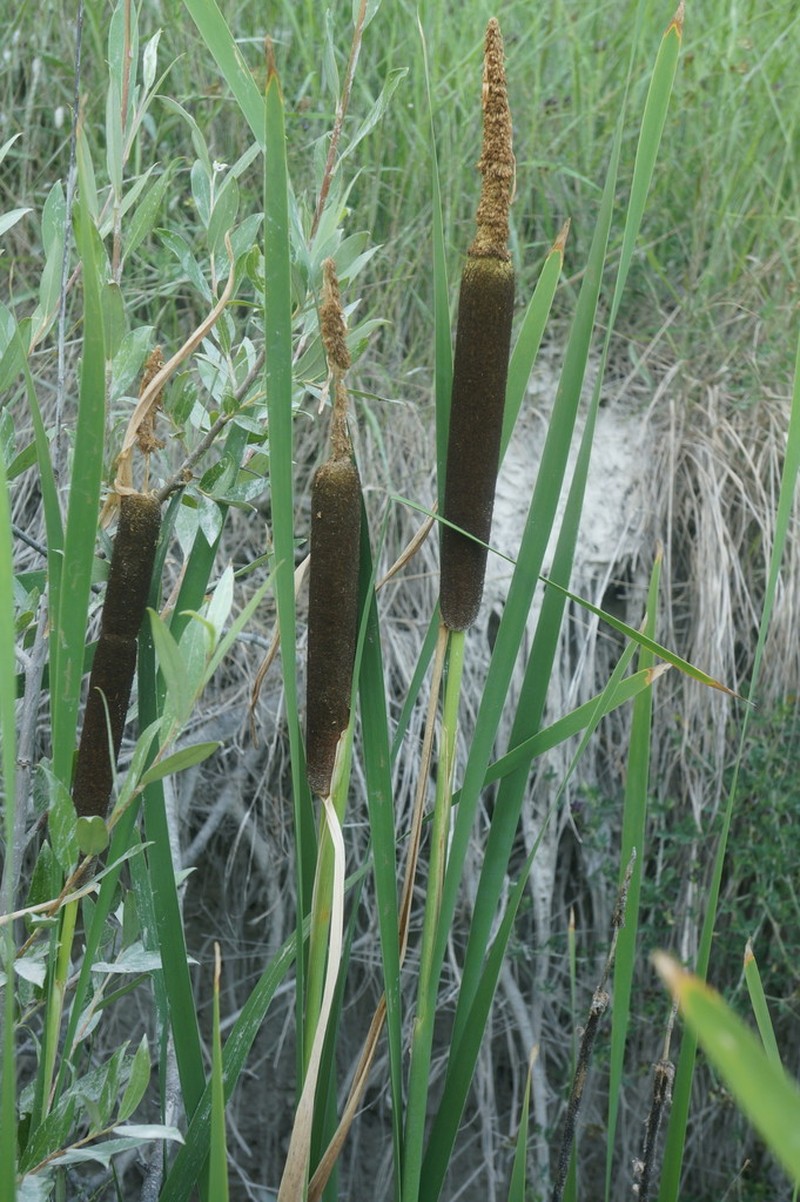 Typha bethulona photo 2
