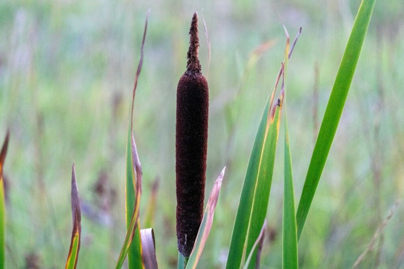 Typha bethulona photo 3