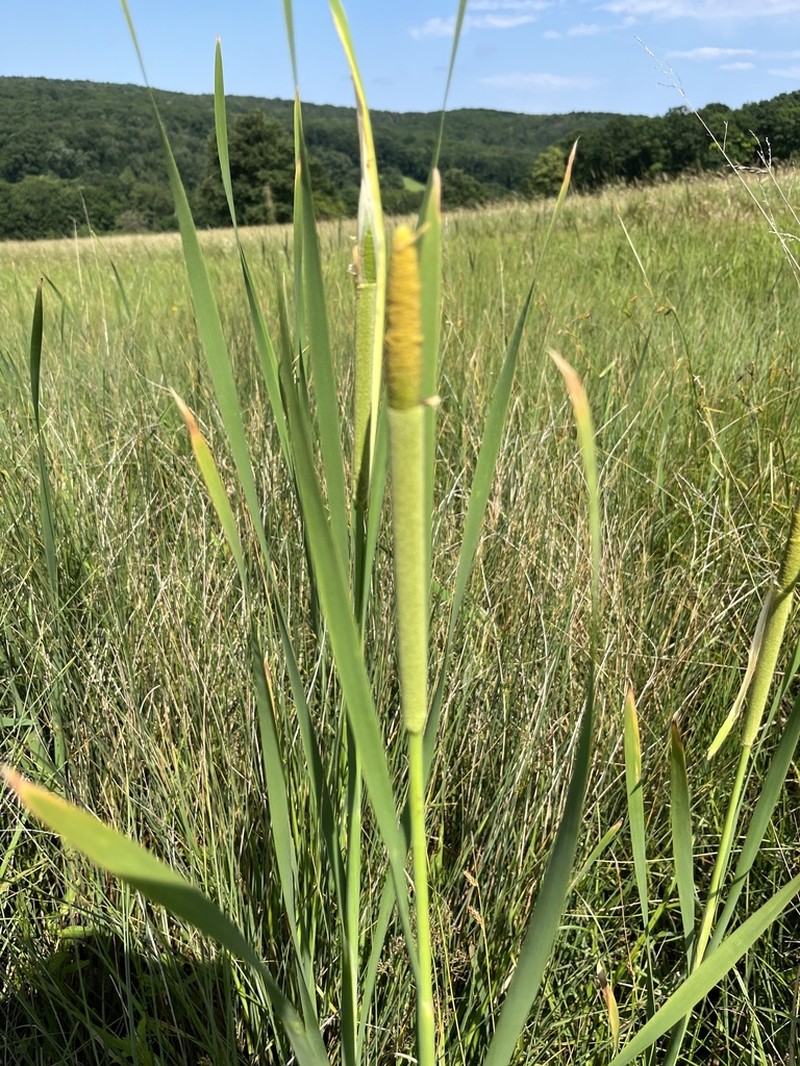 Typha bethulona photo 4