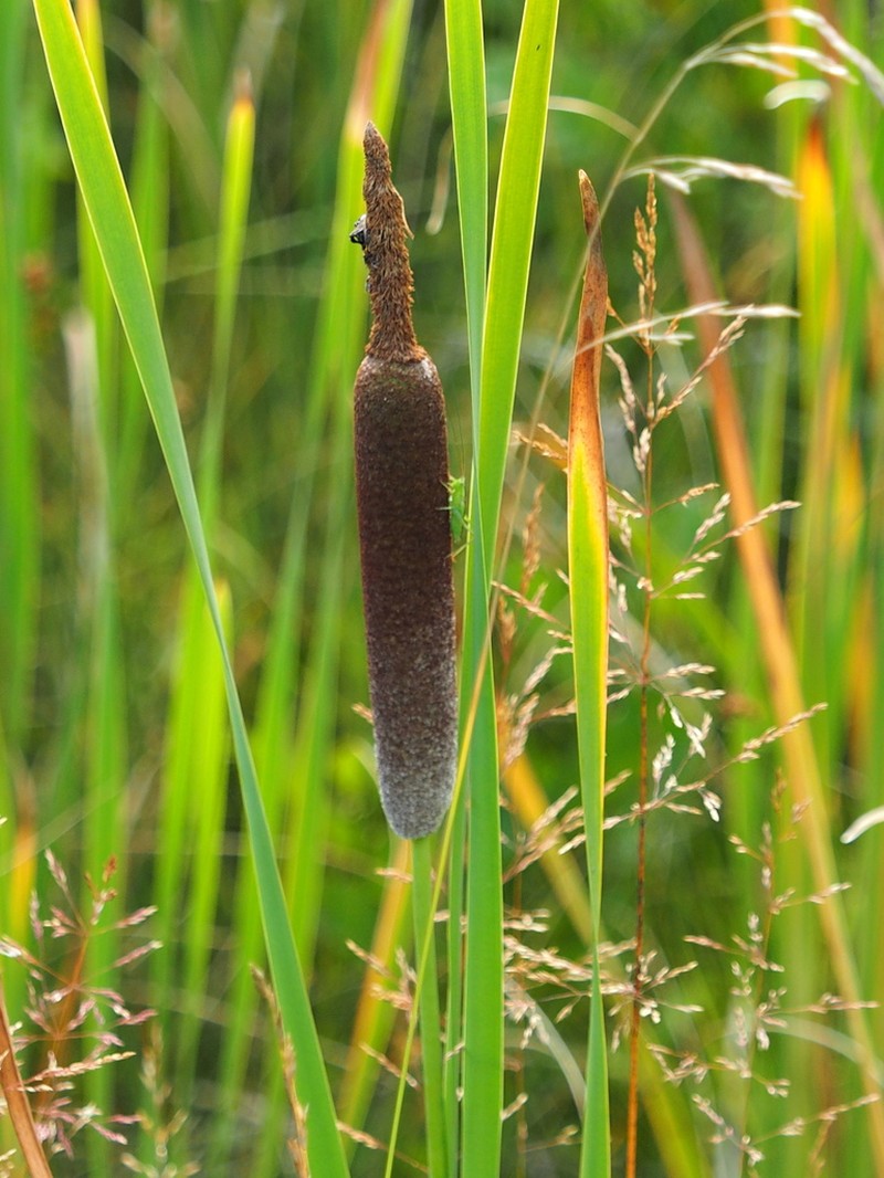 Typha bethulona photo 5
