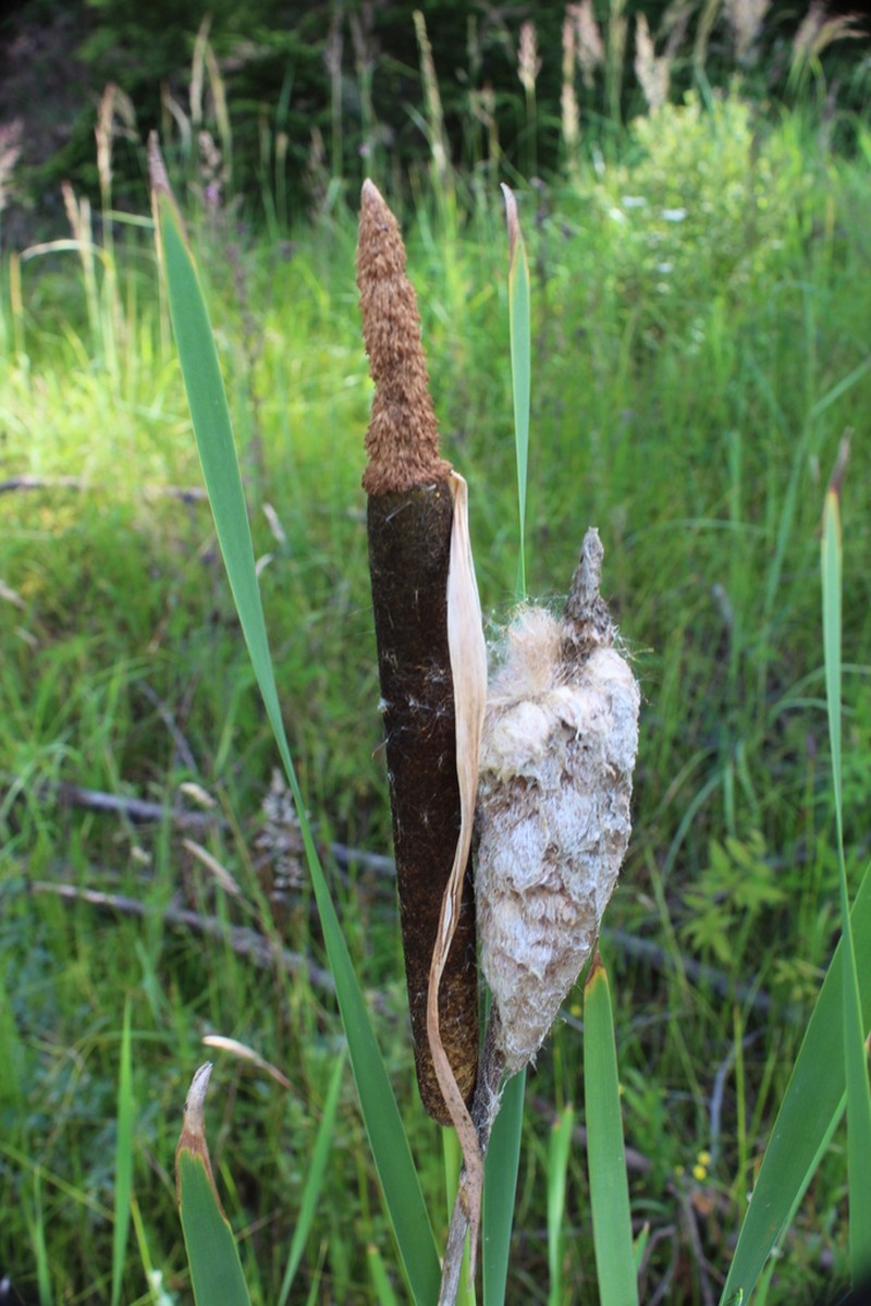 Typha bethulona photo 6