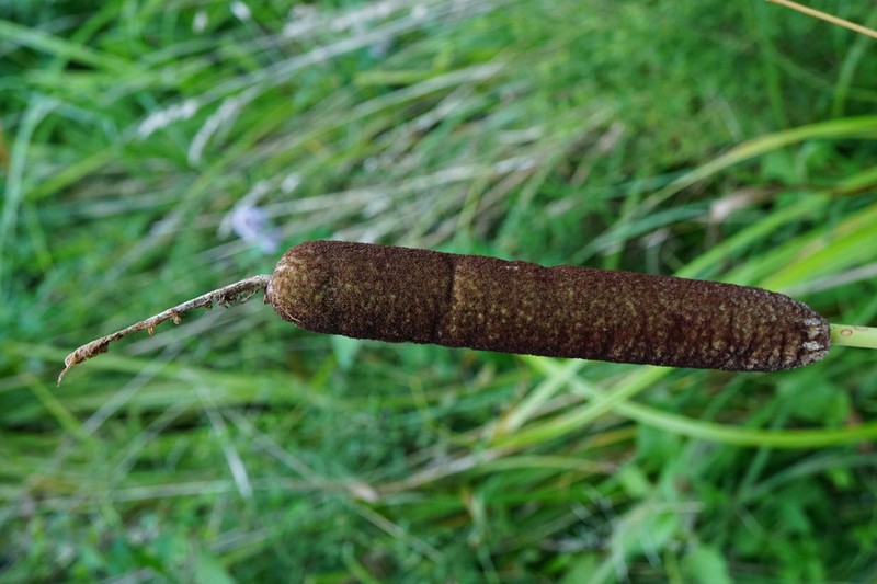Typha bethulona photo 7