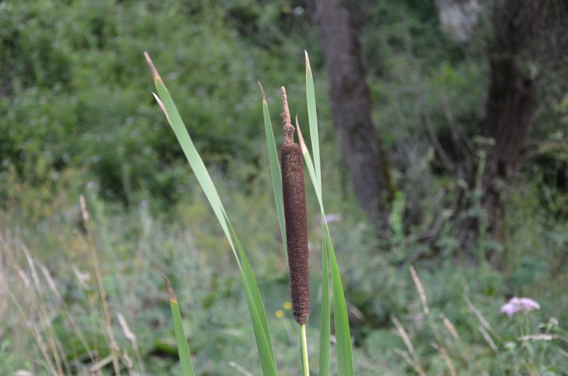 Typha bethulona
